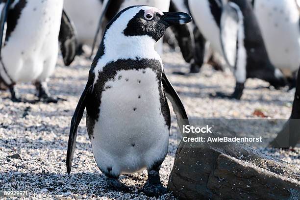 Pinguini Africani Alla Robben Island - Fotografie stock e altre immagini di Pinguino - Pinguino, Robben Island, Africa