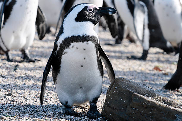 African Penguins At Robben Island Stock Photo - Download Image Now -  Africa, Animal, Animal Themes - iStock