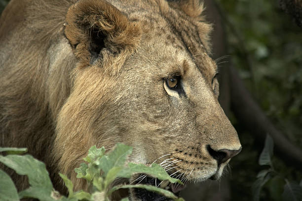 istock Head of wild lion 89930007