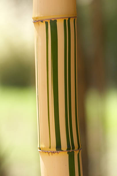 Bicolor Bamboo stock photo
