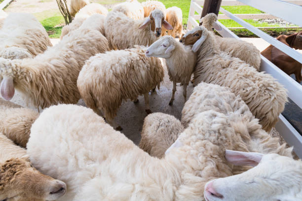 istock Cute sheep in the farm.Thailand. 899301084