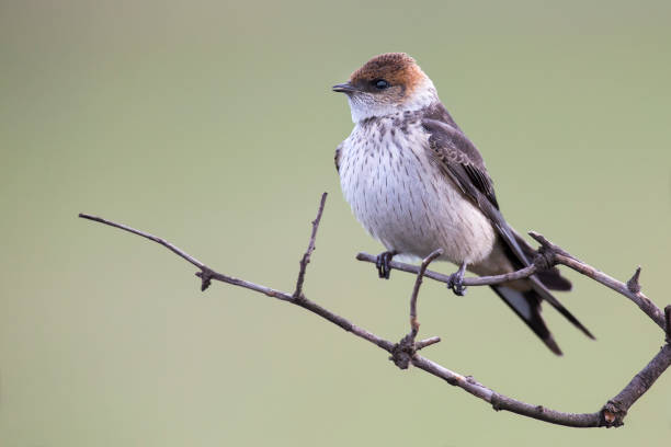 istock Juvenile Greater Striped Swallow sit on a perch and wait 899301386