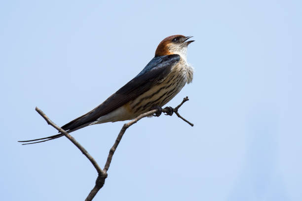 istock Greater Striped Swallow sit on a perch in and wait 899303430