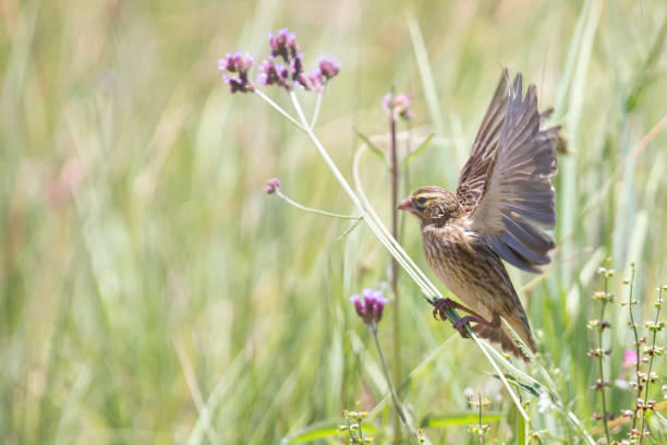 istock Female Long-tailed Widowbird sitting on a brush to rest 899303510