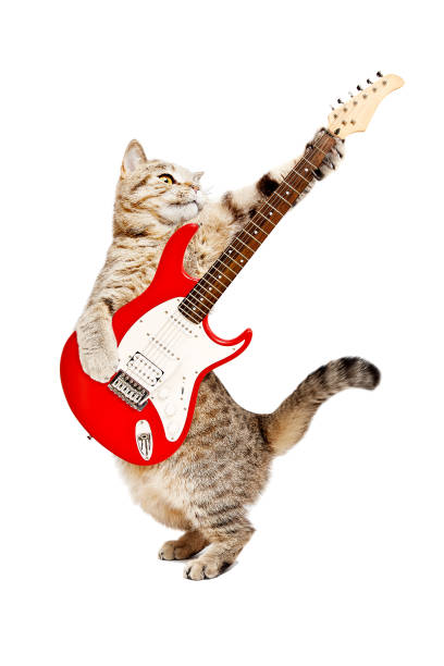 katze scottish straight auf e-gitarre spielen - domestic cat audio stock-fotos und bilder
