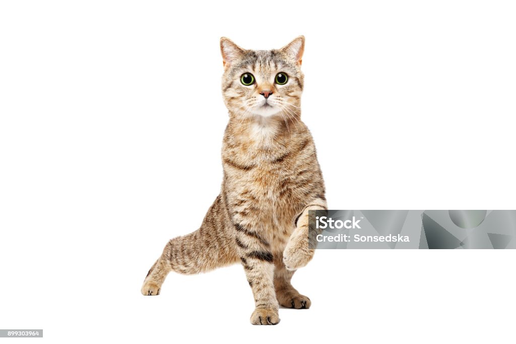 Funny cat Scottish Straight dancing Funny cat Scottish Straight dancing isolated on a white background Domestic Cat Stock Photo