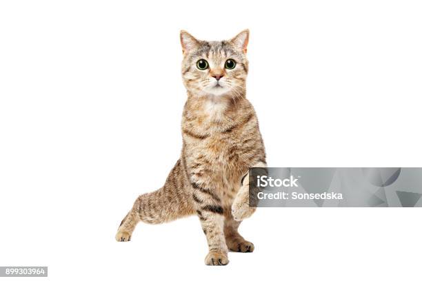 Funny Cat Scottish Straight Dancing Stock Photo - Download Image Now - Domestic Cat, White Background, Happiness