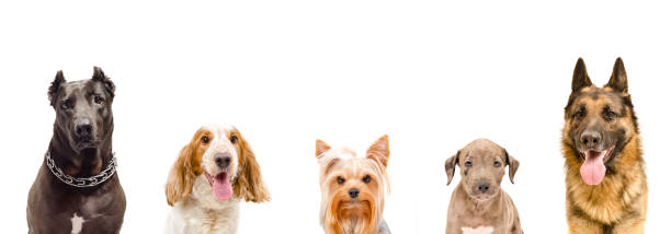 istock Portrait of  dogs 899304012