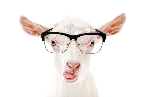 Portrait of a goat in glasses showing tongue isolated on a white background