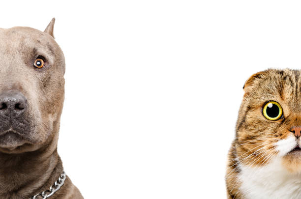 istock Portrait of a pit bull and Scottish Fold cat, half face 899304028