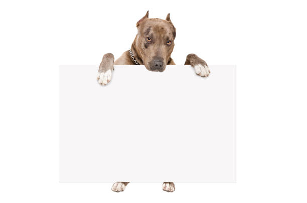 istock Portrait of cute pit bull standing with a banner 899304044
