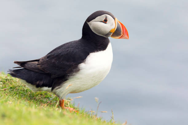 istock Puffin waiting on green grass cliff ledge for mates to return from the ocean with fish 899304048
