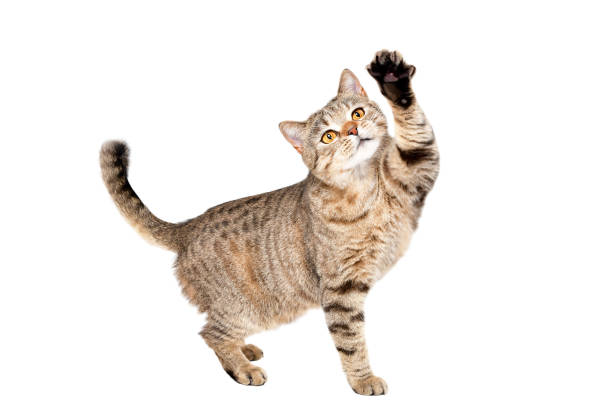 istock Funny cat Scottish Straight plays standing isolated on a white background 899304060