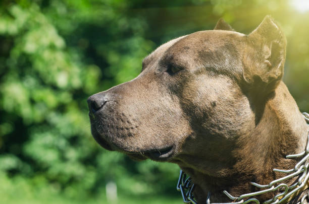 Portrait of a pit bull, closeup, outdoors Portrait of a pit bull, closeup, outdoors pit bull power stock pictures, royalty-free photos & images