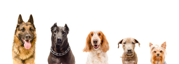 istock Portrait of five dogs 899304086
