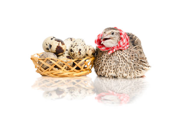 Quail sitting next to a basket of quail eggs