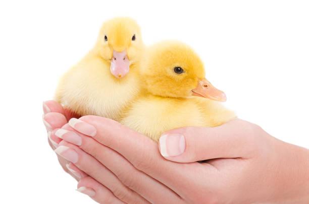 Two cute duckling in female hands isolated on a white background