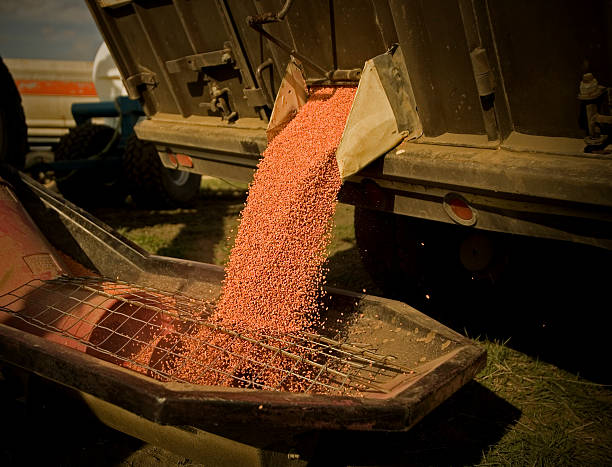 trattati semi di grano rosso scarico - semi truck foto e immagini stock