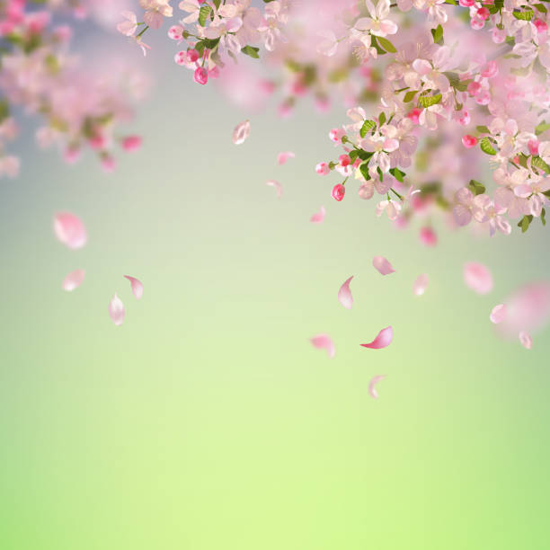 весенний цветение вишни - blossom background stock illustrations