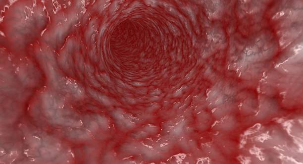 tętnica - blood human vein animal vein human blood vessel zdjęcia i obrazy z banku zdjęć