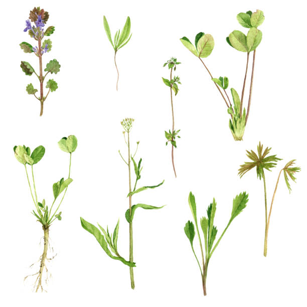 istock Set of watercolor drawing herbs and leaves 899308644