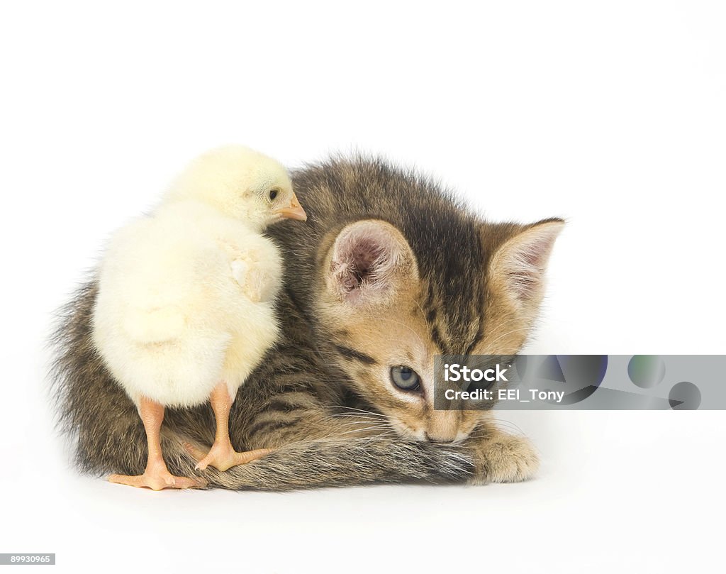 Mascota y bebé chick - Foto de stock de Agricultura libre de derechos