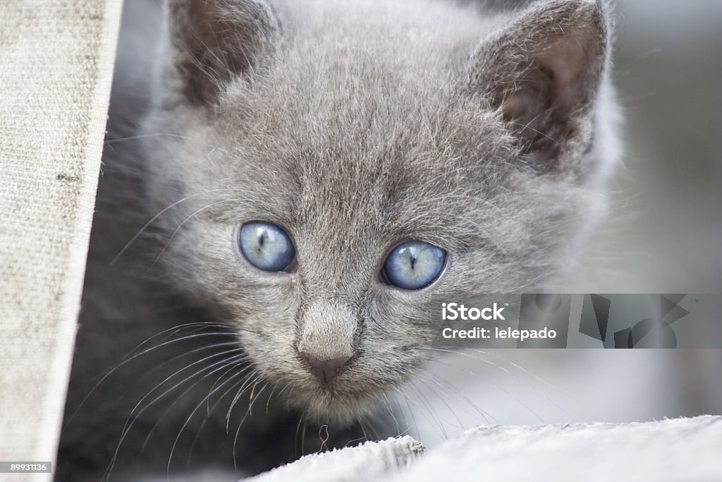 Graue Katze Mit Blauen Augen Stockfoto und mehr Bilder von Blaue Augen -  Blaue Augen, Entschlossenheit, Farbbild - iStock