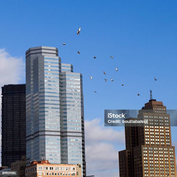 Aves De La Ciudad Foto de stock y más banco de imágenes de Pájaro - Pájaro, Rascacielos, Volar