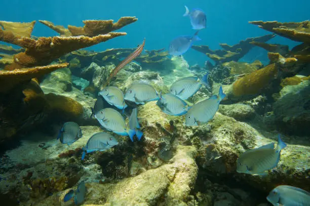 Underwater life, fish school of doctorfish tang in a coral reef of the Caribbean sea