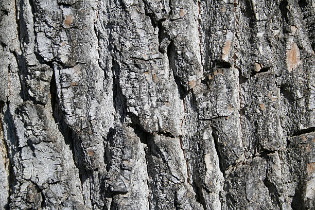 Coarse Bark Texture stock photo