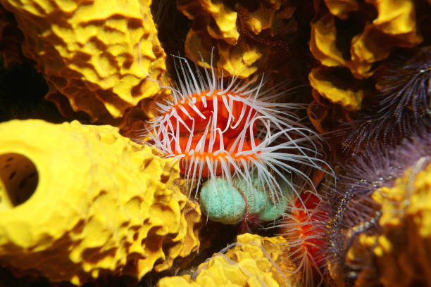 istock Flame scallop Ctenoides scaber underwater sea 899312794