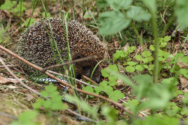 Four-toed hedgehog thorns (Erinaceus europaeus)
