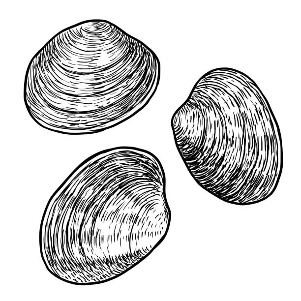 Vector illustration of Edible clam illustration, drawing, engraving, ink, line art, vector
