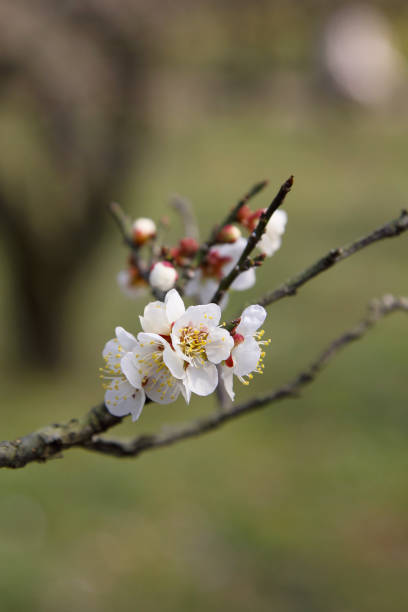 istock Plum blossoms in Japan 899317716
