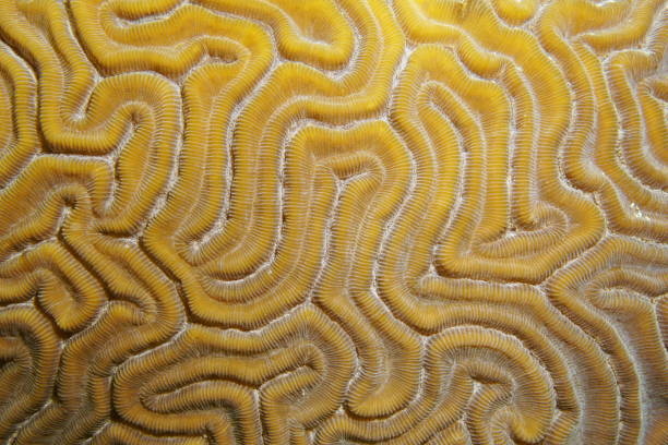 istock Grooved brain coral close up 899317836