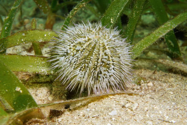 グリーンのウニ水中カリブ海 - green sea urchin 写真 ストックフォトと画像