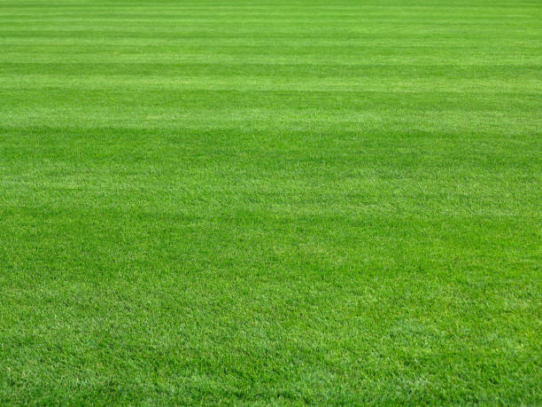 istock perfect lawn green grass background 899317936
