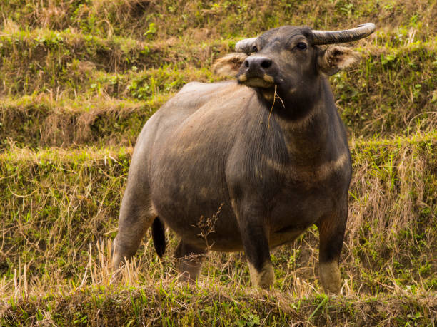istock Water buffalos in the field 899318292