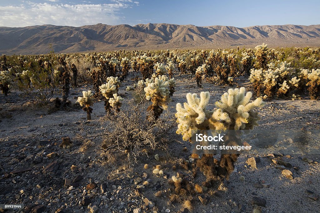 Sonoran Desert  Cactus Stock Photo