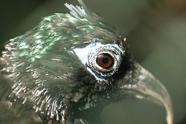 Beautiful pattern on this bird