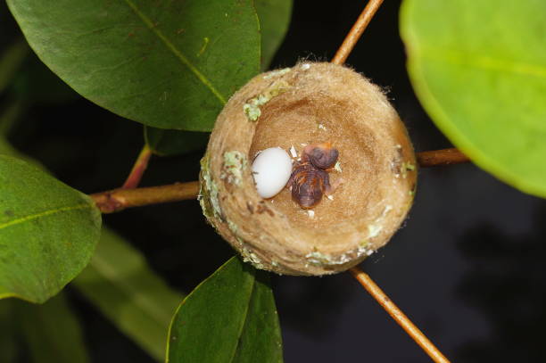hummingbird nest with one egg and one baby, Costa Rica