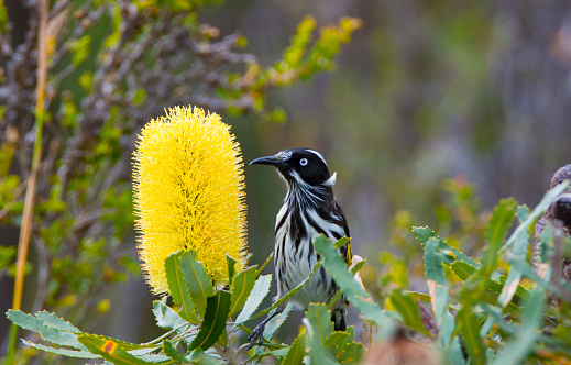 Photos of Flora and fauna in the wild, near the pinnacles, along the Fitzgerald river coast and the Stirling ranges.