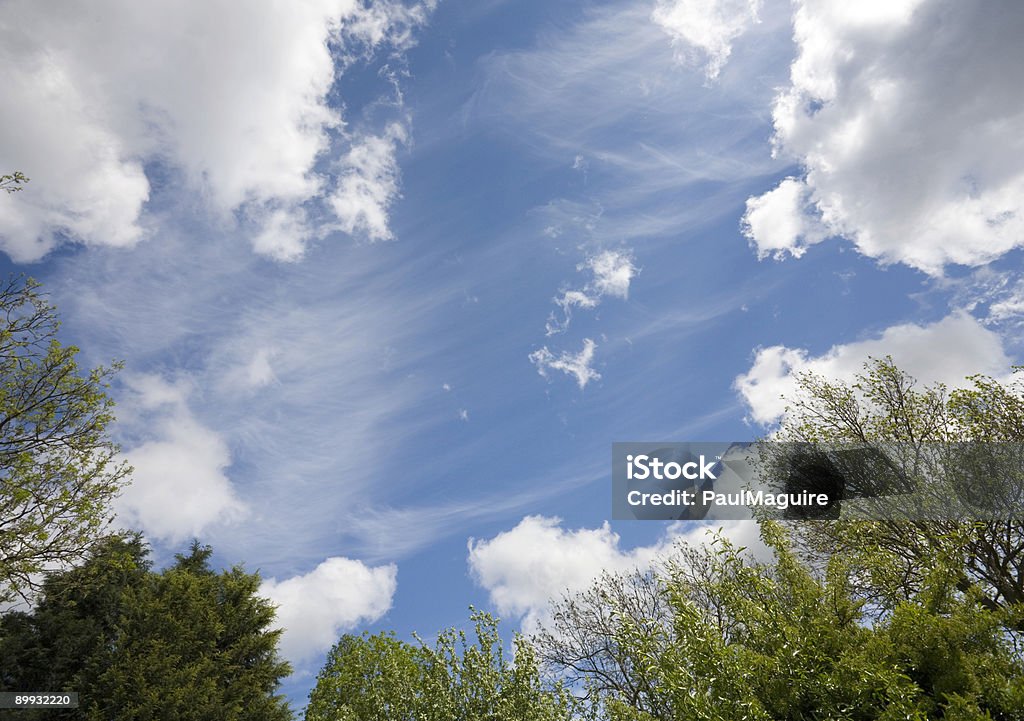 Árvores e céu - Foto de stock de Arborizado royalty-free