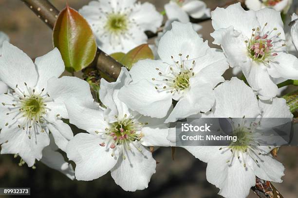 Pear Blossoms Pyrus Communis Stock Photo - Download Image Now - Blossom, Close-up, Color Image