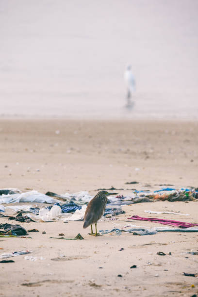 Greater Sand Plover Charadrius leschenaultii stands in piles of trash while her mother burns it on the beach of Kollam, Kerala Greater Sand Plover Charadrius leschenaultii stands in piles of trash while her mother burns it on the beach of Kollam, Kerala. Ecological environmental problems rag picker stock pictures, royalty-free photos & images