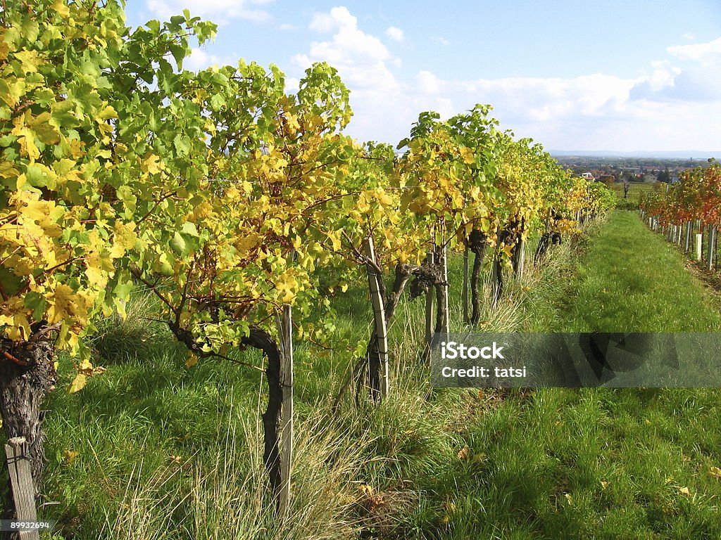 Vineyards  Agricultural Field Stock Photo