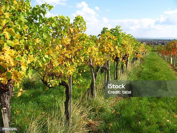 Vineyards Stock Photo - Download Image Now - Agricultural Field, Austria, Autumn