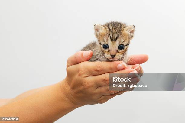 Ręce Trzymając Kociak - zdjęcia stockowe i więcej obrazów Chronić - Chronić, Fajny, Fotografika