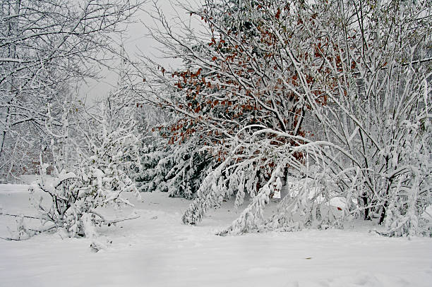 Winter Wonderland stock photo