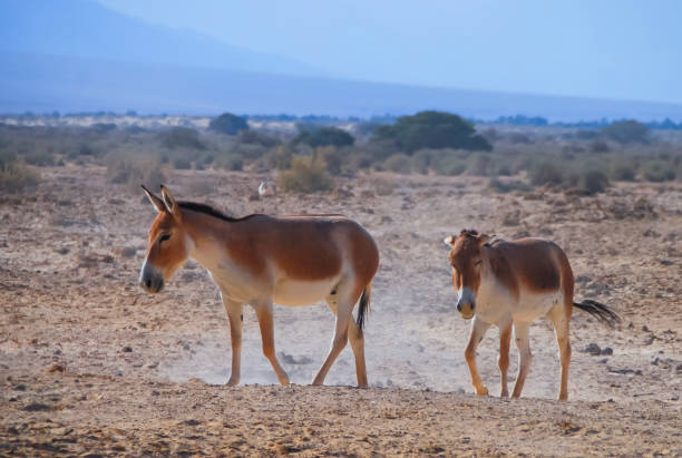 istock Onager is a brown Asian wild donkey (Equus hemionus) 899331012